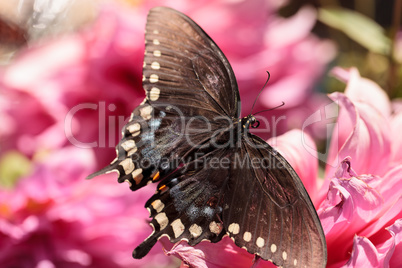 Spicebush swallowtail butterfly, Papilio troilus