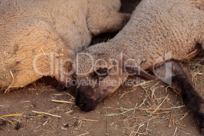 Suffolk sheep in a barn
