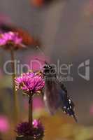 Spicebush swallowtail butterfly, Papilio troilus