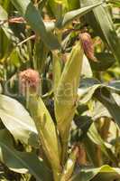 Sweet corn growing on a stalk