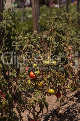 Better boy Tomatoes growing in an organic garden