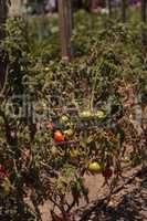 Better boy Tomatoes growing in an organic garden