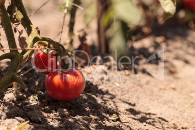 Better boy Tomatoes growing in an organic garden