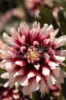 Pink and white Dahlia flower