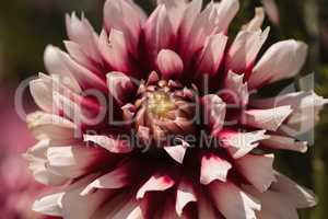 Pink and white Dahlia flower