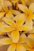 Yellow orange Hawaiian plumeria hybrid, frangipani