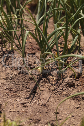 Yellow onions growing in an organic garden