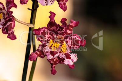 Pink spotted Cattleya orchid flower