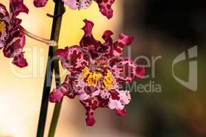 Pink spotted Cattleya orchid flower
