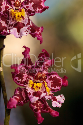 Pink spotted Cattleya orchid flower morph
