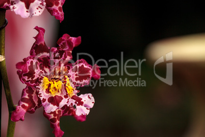 Pink spotted Cattleya orchid flower morph