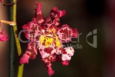 Pink spotted Cattleya orchid flower morph