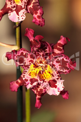 Pink spotted Cattleya orchid flower morph