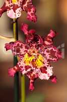 Pink spotted Cattleya orchid flower morph