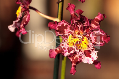 Pink spotted Cattleya orchid flower morph