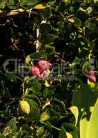 Natal plums Carissa macrocarpa