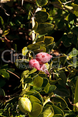 Natal plums Carissa macrocarpa