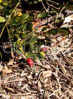 Natal plums Carissa macrocarpa