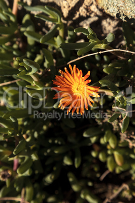 Orange flower on ice plant