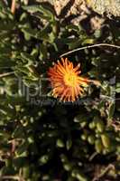 Orange flower on ice plant