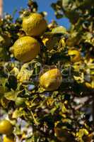 Lemons ripen on a lemon tree