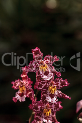 Pink spotted Cattleya orchid flower