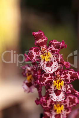 Pink spotted Cattleya orchid flower