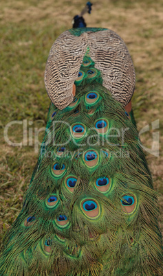 Blue and green peacock feather background