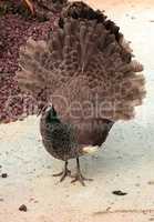 Mating display of a brown and green female peafowl