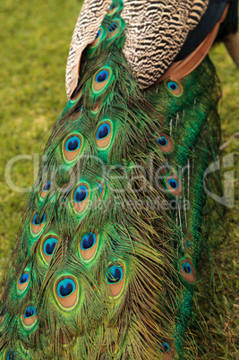 Blue and green peacock feather background