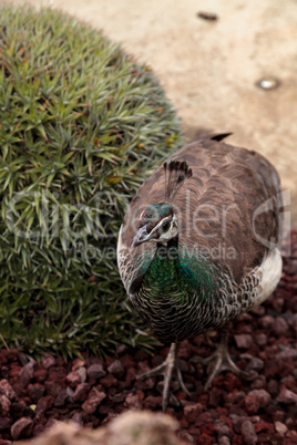 Brown and green female peafowl Pavo muticus