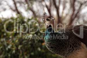 Brown and green female peafowl Pavo muticus