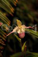 Lady Slipper Orchid flower Paphiopedilum