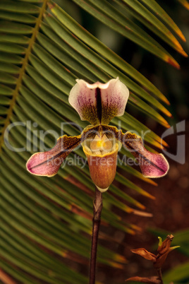 Lady Slipper Orchid flower Paphiopedilum