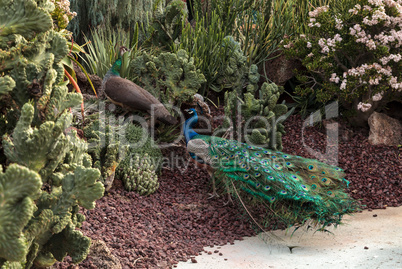 male peacock Pavo muticus