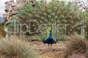 Mating display of a blue and green male peacock