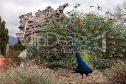 male peacock Pavo muticus