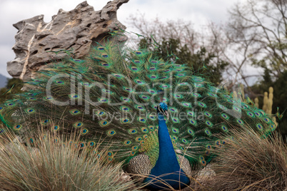 male peacock Pavo muticus