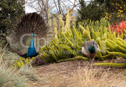 Mating display of a blue and green male peacock