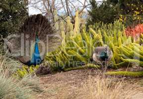 Mating display of a blue and green male peacock