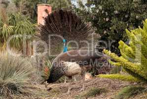 Mating display of a blue and green male peacock