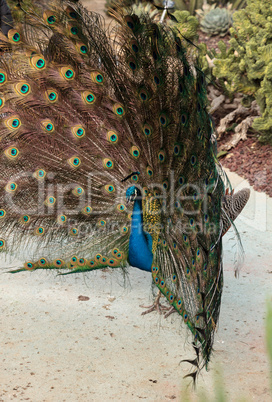 Mating display of a blue and green male peacock