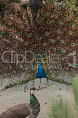 Mating display of a blue and green male peacock
