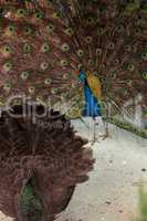 Mating display of a blue and green male peacock