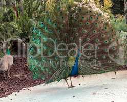 Mating display of a blue and green male peacock