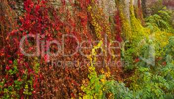 Stone wall with autumn plants