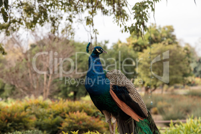 Blue and green male peacock Pavo muticus