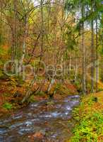 Autumn forest with river