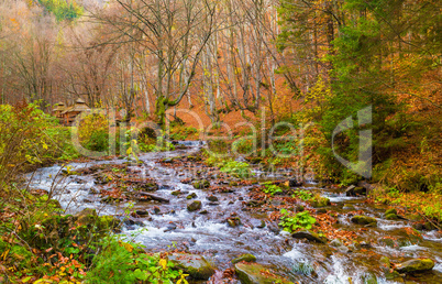 Autumn forest with river