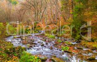 Autumn forest with river